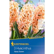 Lukovica zumbula Jácint Gipsy Queen 3 kom Kiepenkerl