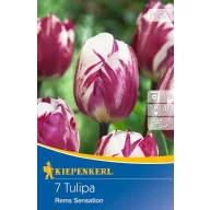 Lukovice tulipana Triumph Rems Sensation 7 kom Kiepenkerl