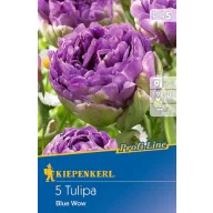 Cvjetna lukovica Tulipan Blue Wow 5 kom Kiepenkerl