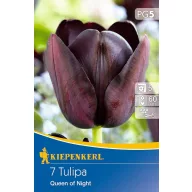 Lukovica tulipana Queen of Night 7 kom Kiepenkerl