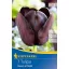 Lukovica tulipana Queen of Night 7 kom Kiepenkerl