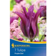 Lukovica tulipana Purple Doll 7 kom Kiepenkerl