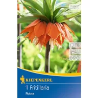 Lukovica carske krune Rubra 1 kom Kiepenkerl