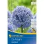 Ukrasni luk (Allium careuleum) 15 kom Kiepenkerl