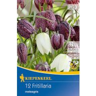 Lukovice cvijeća Kockasti ljiljan 12 kom Kiepenkerl