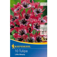 Cvjetna lukovica Tulipan Little Beauty 10 kom Kiepenkerl