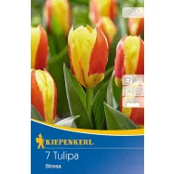 Lukovice tulipana Stresa 7 kom Kiepenkerl