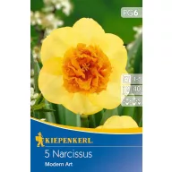 Lukovice narcisa Modern Art 5 kom. Kiepenkerl