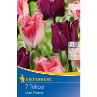   Cvjetna lukovica Tulipan mješavina boja Lilac Dreams 7 kom Kiepenkerl