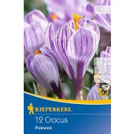 Lukovica velikocvjetnog krokusa Pickwick 12 kom Kiepenkerl