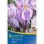 Lukovica velikocvjetnog krokusa Pickwick 12 kom Kiepenkerl
