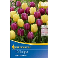   Cvjetna lukovica tulipana, mješavina Colourful Flair, 10 kom. Kiepenkerl