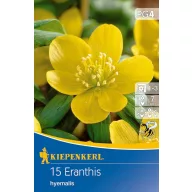   Virághagyma Téltemető (Eranthis hyemalis) 12 kom Kiepenkerl