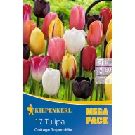 Lukovica tulipana Mega paket Cottage Mix 15 kom Kiepenkerl