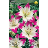   Lukovica cvijeta Ljiljan azijski ružičasto-bijeli 1 kom Rédei Kertimag
