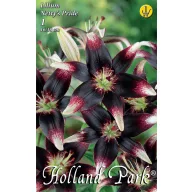   Cvjetna lukovica ljiljan Netty's Pride 1 kom Rédei Kertimag