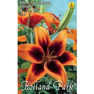 Cvjetna lukovica ljiljan Twosme 1 kom Rédei Kertimag