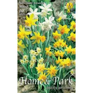   Lukovica narcis patuljak mješavina boja 10 kom Rédei Kertimag