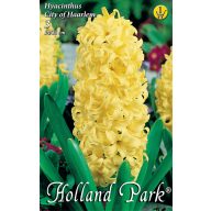   Cvjetna lukovica zumbula "City of Harleem" 3 kom Rédei Kertimag