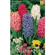 Lukovica zumbula mješavina boja 3 kom Rédei Kertimag