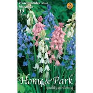   Lukovica zumbula 'Hispanica' mješavina boja 10 kom Rédei Kertimag