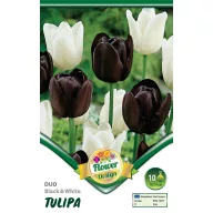   Cvjetna lukovica Tulipan Duo Black&White 10 kom Rédei Kertimag
