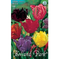   Cvjetna lukovica tulipana papagajastih cvjetova, mješavina boja, 10 kom, Rédei Kertimag