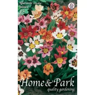   Lukovica ciganskog cvijeta (Sparaxis) trobojna 15 kom Rédei Kertimag