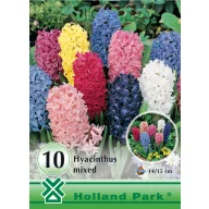 Lukovice zumbula mješavina boja 10 kom Rédei Kertimag