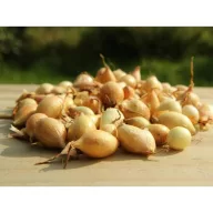 Luk za sadnju Shakespeare 14-19 mm 250 g VM