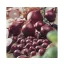 Dughagyma ljubičasti luk Red Comred 14-19 mm 250 g VM
