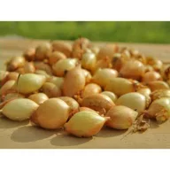 Dughagyma Senshyu Žuta 14-19 mm 250 g VM