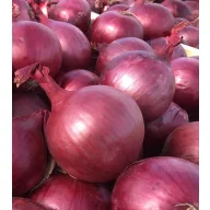 Luk za sadnju, ljubičasti Akado F1, jesenski 250 g