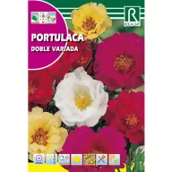 Punocvjetna portulaka Rocalba