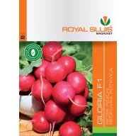 Rotkvica Gloria F1 2 g Royal Sluis