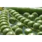 Zeleni grašak Somerwood 250 g Royal Sluis