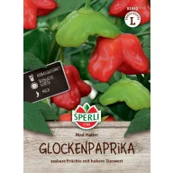   Chili-paprika (umjereno jaka / u obliku zvona) Mad Hatter 6 sjemenki Sperli
