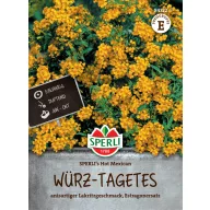   Estragon Meksički estragon Vrući Meksički 100 sjemenki Sperli