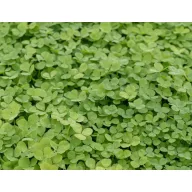 Bijela djetelina Pipolina 100 g Rocalba