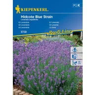 Lavanda Hidcote Blue sorta 40 sjemenki Kiepenkerl