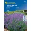 Lavanda Hidcote Blue sorta 40 sjemenki Kiepenkerl