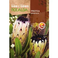   Šećerni grm Nerifolia (Protea nerifolia) Rocalba 6 sjemenki