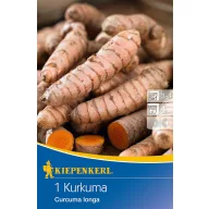 Kurkuma (rizom) Kiepenkerl 1 kom