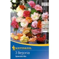 Gomoljasta begonija Splendid Mix Kiepenkerl 3 kom