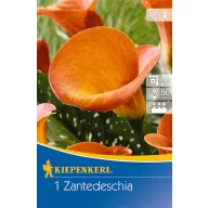   Cvjetna lukovica kala (Zantedeschia) narančasta Kiepenkerl 1 kom