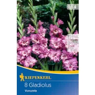   Cvjetna lukovica gladiole (Gladiolus) Vuvuzela (purpurno-ljubičasto-roza) Kiepenkerl 8 kom
