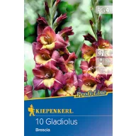   Cvjetna lukovica gladiole (Gladiolus) Brescia (bordo-žuta) Kiepenkerl 10 kom
