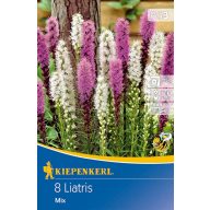 Lukovice ukrasnog liatris (Liatris) Kiepenkerl 8 kom