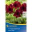 Cvjetna lukovica Amaryllis Arabian Night (bordo) Kiepenkerl 1 kom