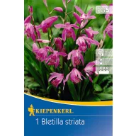   Lukovica cvijeta hiacinta-orhideje (Bletilla striata) (ružičasta) Kiepenkerl 1 kom